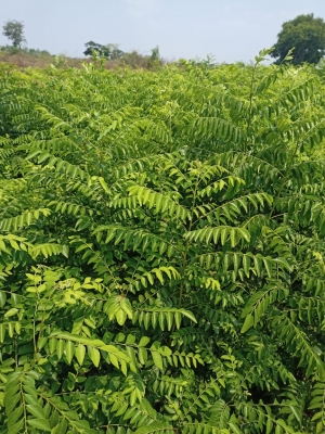 Manufacturers Exporters and Wholesale Suppliers of Curry Leaves Tuticorin Tamil Nadu