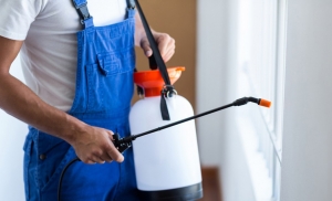 24 Hours Pest Control Services Services in New Delhi Delhi India