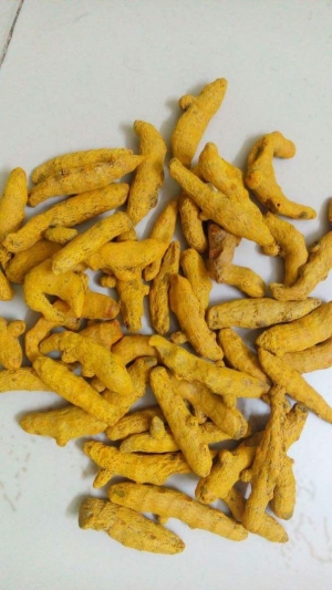 Turmeric Finger Manufacturer Supplier Wholesale Exporter Importer Buyer Trader Retailer in Tuticorin Tamil Nadu India