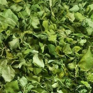 Manufacturers Exporters and Wholesale Suppliers of Moringa leaves Tuticorin Tamil Nadu