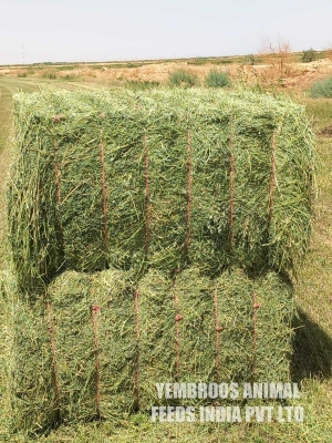 Alfalfa Hay Manufacturer Supplier Wholesale Exporter Importer Buyer Trader Retailer in Thrissur Kerala India