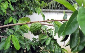 Soursop Manufacturer Supplier Wholesale Exporter Importer Buyer Trader Retailer in Tuticorin Tamil Nadu India