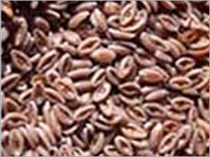 Psyllium Seed 02