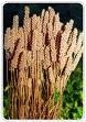 Psyllium Plant 010