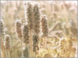 Psyllium Powder 08