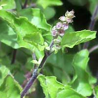 Manufacturers Exporters and Wholesale Suppliers of Tulsi Gadag Karnataka