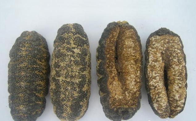 Manufacturers Exporters and Wholesale Suppliers of Dried sea cucumber Welkom 