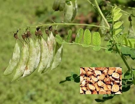 Astragalus Root Extract Manufacturer Supplier Wholesale Exporter Importer Buyer Trader Retailer in Changsha, Hunan  China