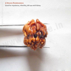 Manufacturers Exporters and Wholesale Suppliers of 2 Mukhi Rudraksha Delhi Delhi