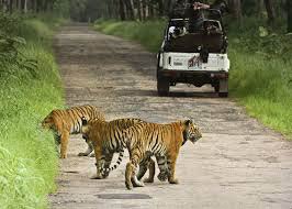 Service Provider of 3 Days Tiger Safari in Tadoba New Delhi Delhi