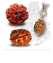 Manufacturers Exporters and Wholesale Suppliers of 3 Mukhi Rudraksh New Delhi 