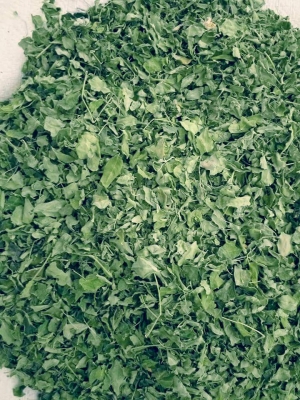 Manufacturers Exporters and Wholesale Suppliers of Moringa dry leaves Tuticorin Tamil Nadu