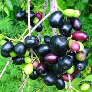 Jamun Seeds (Syzygium Cumini) Manufacturer Supplier Wholesale Exporter Importer Buyer Trader Retailer in Tuticorin Tamil Nadu India