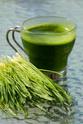 Manufacturers Exporters and Wholesale Suppliers of Wheat Grass Powder (Organic) jaipur Rajasthan