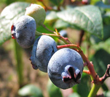 Bilberry extract Manufacturer Supplier Wholesale Exporter Importer Buyer Trader Retailer in Changsha, Hunan  China