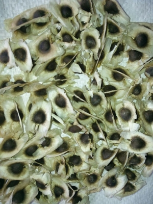 Manufacturers Exporters and Wholesale Suppliers of Moringa PKM1 seeds Tuticorin Tamil Nadu