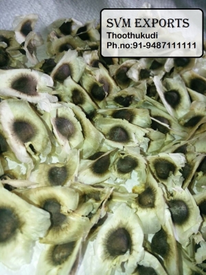 Manufacturers Exporters and Wholesale Suppliers of Moringa seeds Tuticorin Tamil Nadu