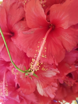 Manufacturers Exporters and Wholesale Suppliers of Hibiscus Flowers Tuticorin Tamil Nadu