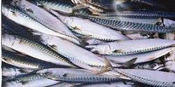 Sardine Fish Oil Manufacturer Supplier Wholesale Exporter Importer Buyer Trader Retailer in Mumbai Maharashtra India