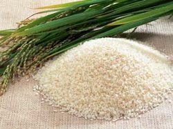Manufacturers Exporters and Wholesale Suppliers of Pure Basmati Rice Mumbai Maharashtra