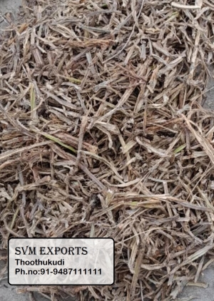 Manufacturers Exporters and Wholesale Suppliers of Cissus quadrangularis leaves Tuticorin Tamil Nadu