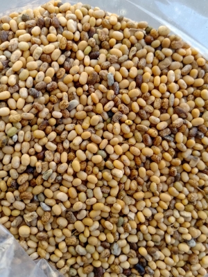 Manufacturers Exporters and Wholesale Suppliers of Tephrosia Purpurea seeds Tuticorin Tamil Nadu