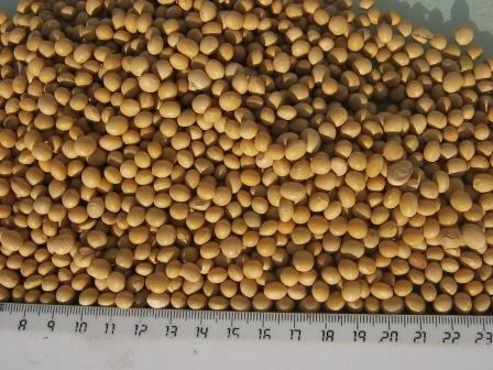 Manufacturers Exporters and Wholesale Suppliers of Soybeans Chernigiv 