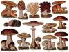 Manufacturers Exporters and Wholesale Suppliers of Mushrooms Madurai Tamil Nadu