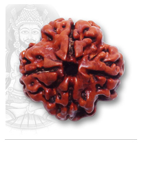 Manufacturers Exporters and Wholesale Suppliers of 4 Mukhi Rudraksh New Delhi 