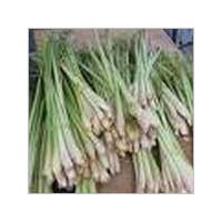 Manufacturers Exporters and Wholesale Suppliers of Lemon Grass Plant Nagaon Assam