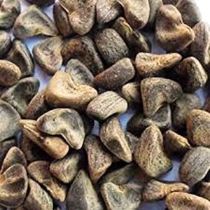 Manufacturers Exporters and Wholesale Suppliers of Hibiscus Sabdariffa Tuticorin Tamil Nadu