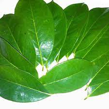 Manufacturers Exporters and Wholesale Suppliers of Soursop leaves powder Tuticorin Tamil Nadu