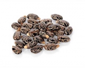 Manufacturers Exporters and Wholesale Suppliers of Castor Seeds Coimbatore Tamil Nadu