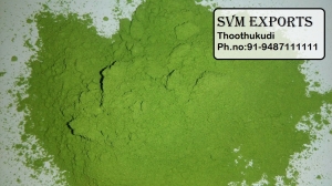 Manufacturers Exporters and Wholesale Suppliers of Moringa leaves powder Tuticorin Tamil Nadu