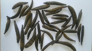 Manufacturers Exporters and Wholesale Suppliers of Marathi Moggu Kapok Buds Tuticorin Tamil Nadu