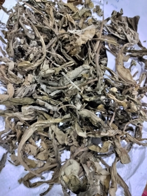Manufacturers Exporters and Wholesale Suppliers of Lobelia leaves Tuticorin Tamil Nadu
