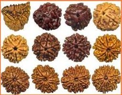 Manufacturers Exporters and Wholesale Suppliers of Rudraksha Delhi Delhi