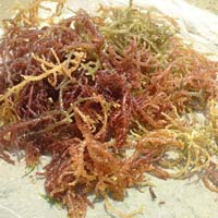 Manufacturers Exporters and Wholesale Suppliers of Seaweeds Tuticorin Tamil Nadu