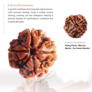 Manufacturers Exporters and Wholesale Suppliers of 4 Mukhi Rudraksha Delhi Delhi