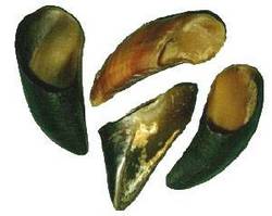 Hooves