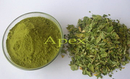 Manufacturers Exporters and Wholesale Suppliers of Moringa Leaves and Powder Jaipur Rajasthan