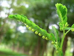 Manufacturers Exporters and Wholesale Suppliers of Phyllanthus Tuticorin Tamil Nadu