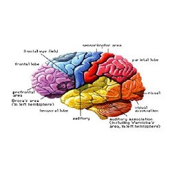 Manufacturers Exporters and Wholesale Suppliers of Brain New Delhi Delhi