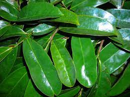 Manufacturers Exporters and Wholesale Suppliers of Graviola leaves Tuticorin Tamil Nadu