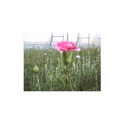 Carnation