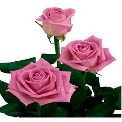 Roses