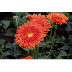 Manufacturers Exporters and Wholesale Suppliers of Gerbera Pune Maharashtra