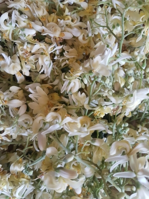 Manufacturers Exporters and Wholesale Suppliers of Moringa dried flower Tuticorin Tamil Nadu