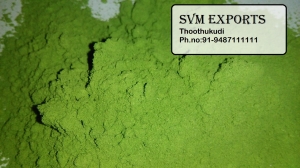 Manufacturers Exporters and Wholesale Suppliers of MORINGA LEAF POWDER Tuticorin Tamil Nadu