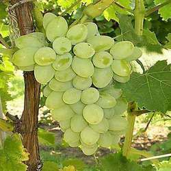 Manufacturers Exporters and Wholesale Suppliers of Grapes Pune Maharashtra